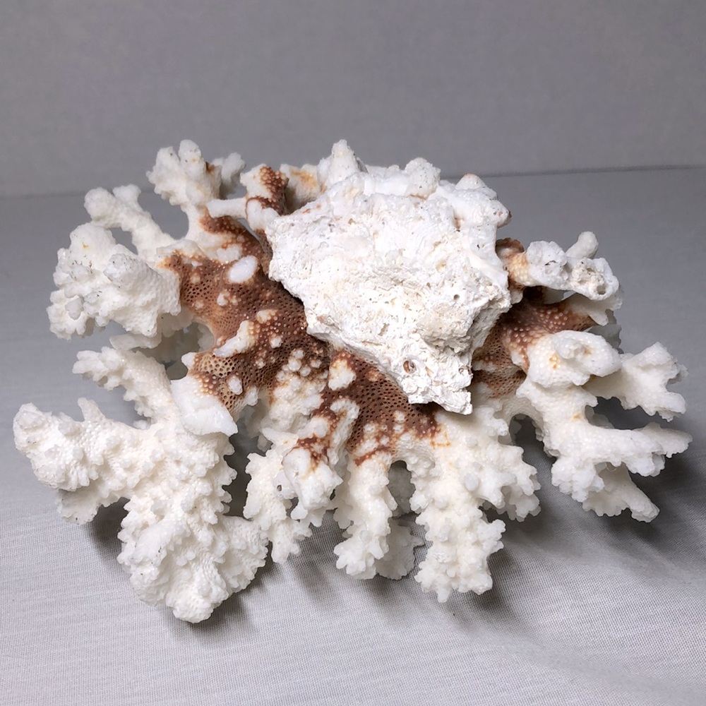 SEA CORAL TREE - Picture 7 of 8